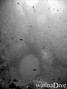 foto de buceo