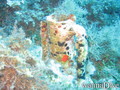 foto de buceo