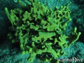 foto de buceo