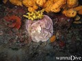 foto de buceo