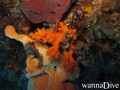 foto de buceo