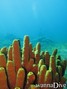 foto de buceo
