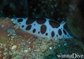 foto de buceo