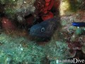 foto de buceo