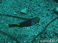 foto de buceo