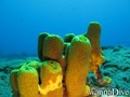 foto de buceo