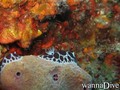 foto de buceo