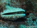 foto de buceo