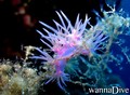 foto de buceo