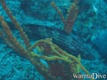foto de buceo