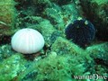 foto de buceo