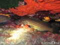 foto de buceo