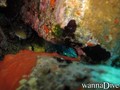 foto de buceo
