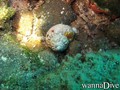 foto de buceo