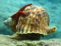 foto de buceo