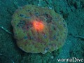 foto de buceo