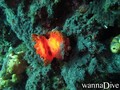 foto de buceo