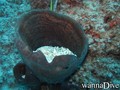 foto de buceo