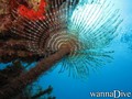 foto de buceo