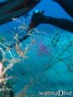 foto de buceo