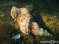 foto de buceo