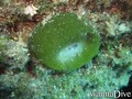 foto de buceo
