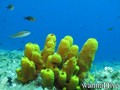 foto de buceo