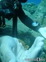 foto de buceo