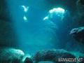 foto de buceo