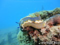 foto de buceo