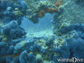 foto de buceo