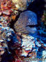 foto de buceo