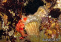 foto de buceo