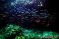 foto de buceo