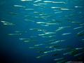 foto de buceo
