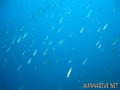 foto de buceo
