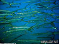 foto de buceo