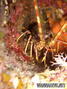 foto de buceo