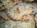 foto de buceo