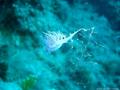 foto de buceo