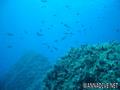foto de buceo