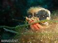 foto de buceo