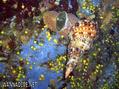 foto de buceo