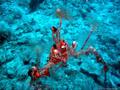foto de buceo