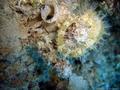 foto de buceo