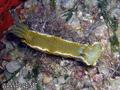 foto de buceo