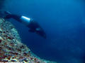 foto de buceo