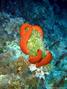 foto de buceo