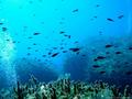 foto de buceo