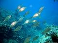 foto de buceo